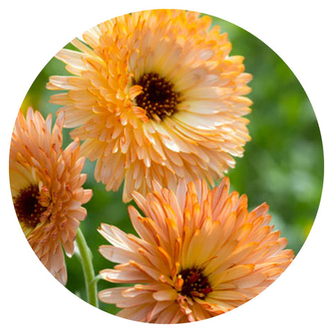 Calendula officinalis Orange Flash