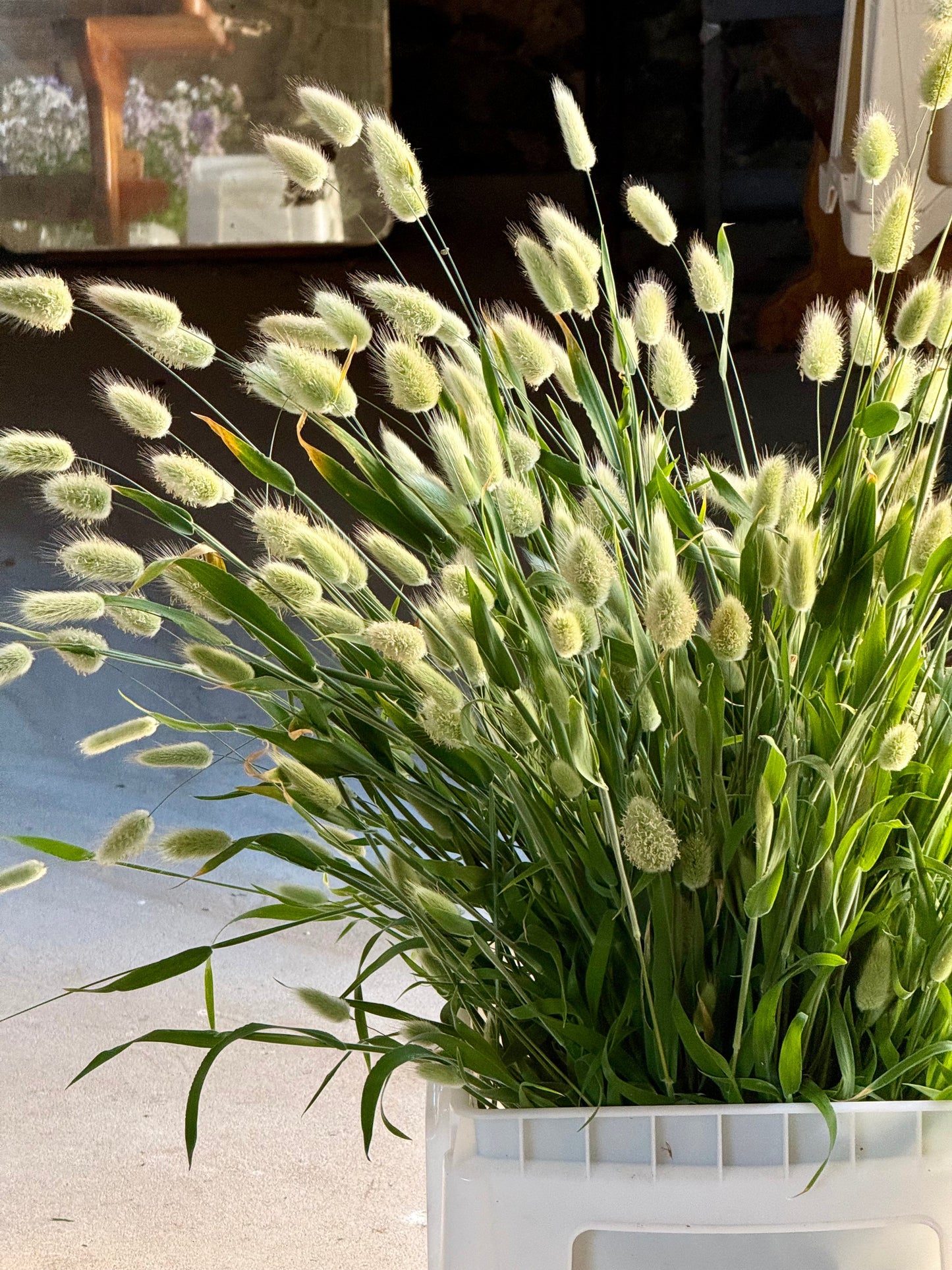 Lagurus ovatus Bunny |  Bunny Tail Grass therapyofflowers.com