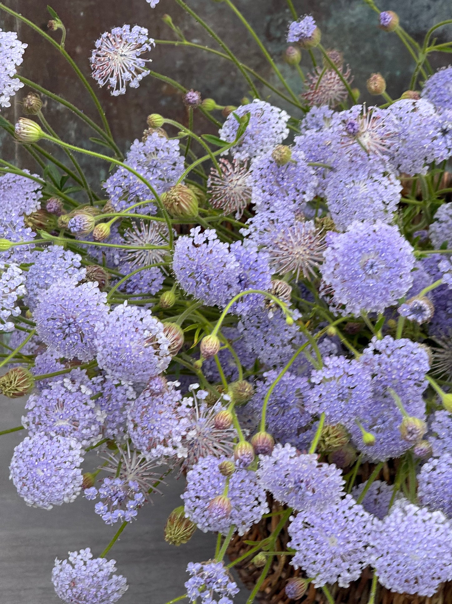 Trachymene coerulea Lavender Blue | Lace Flower | Didiscus therapyofflowers.com