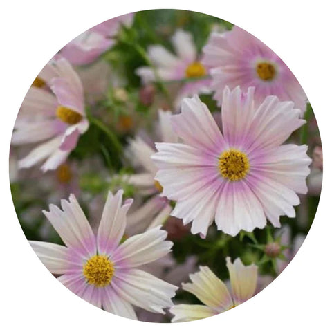 Cosmos bipinnatus Apricot Lemonade