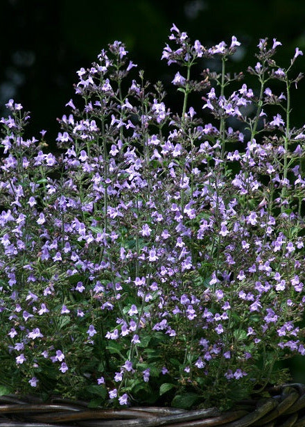 Calamintha nepeta Marvelette Blue | Lesser Calamint therapyofflowers.com