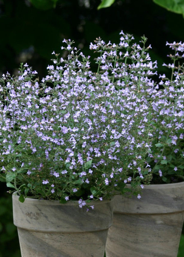 Calamintha nepeta Marvelette Blue | Lesser Calamint therapyofflowers.com