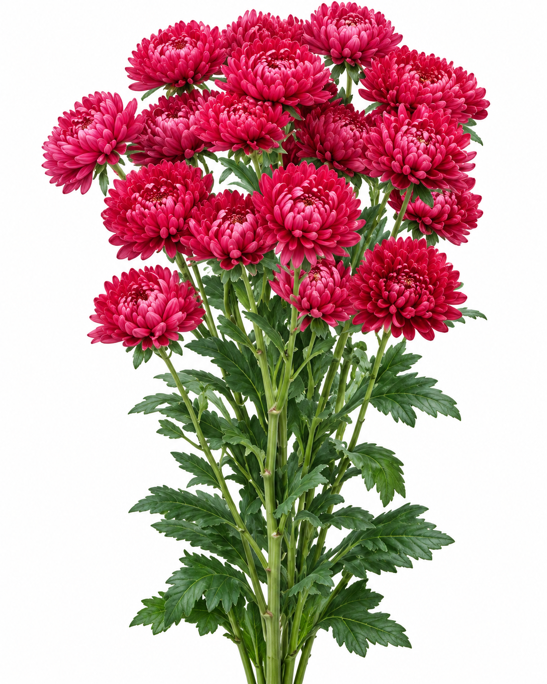 Callistephus chinensis Optimo Red | China Aster