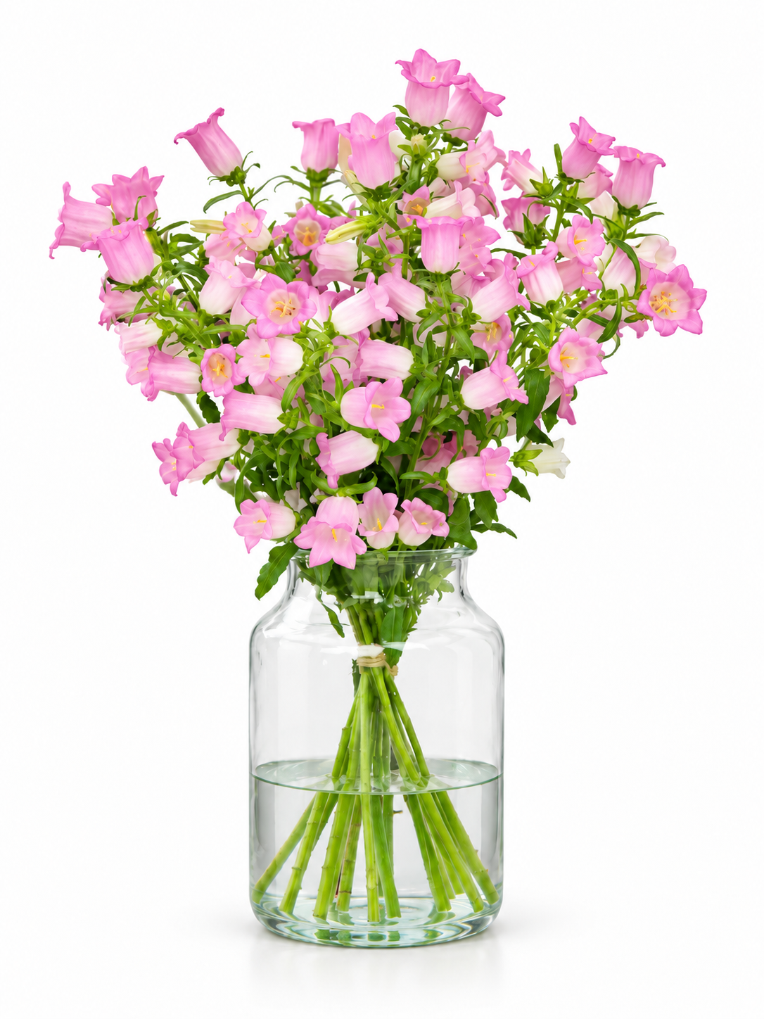 Campanula Medium Champion Pink | Pelleted