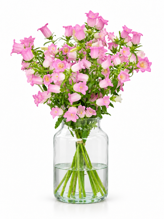 Campanula Medium Champion Pink | Pelleted