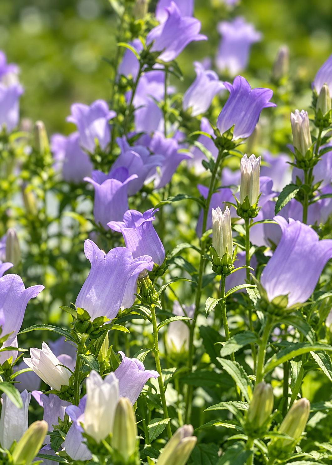 Campanula Medium Champion Lavender