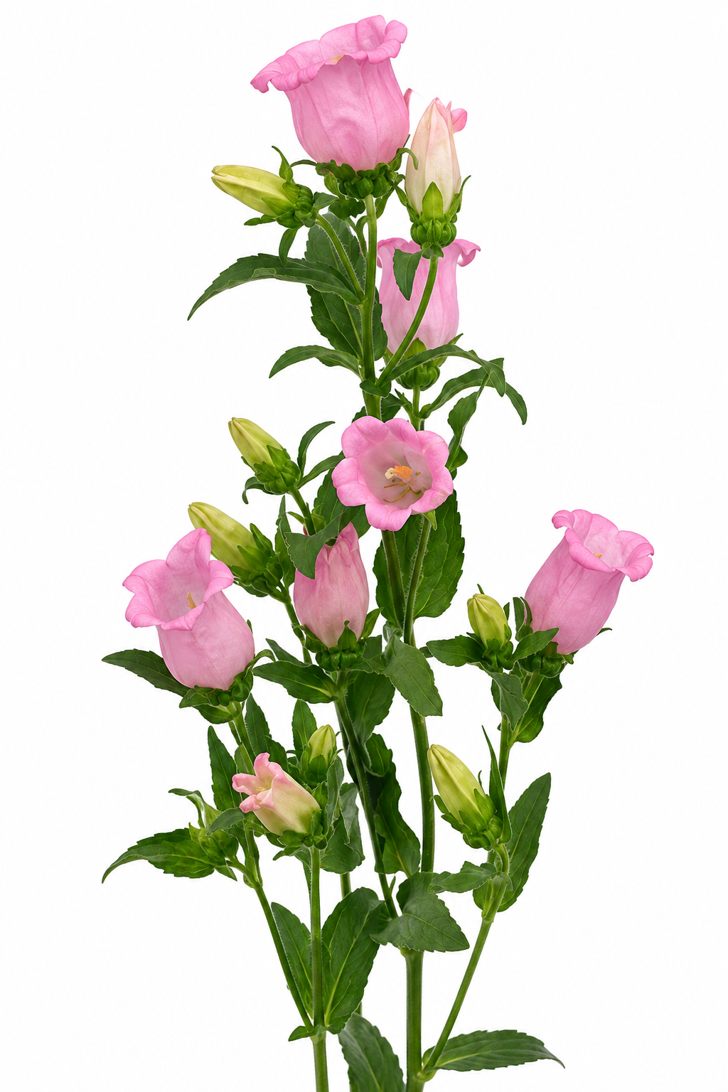 Campanula medium Campana Pink Ipd F1 | Bellflower | Pelleted | NEW 2027 therapyofflowers.com