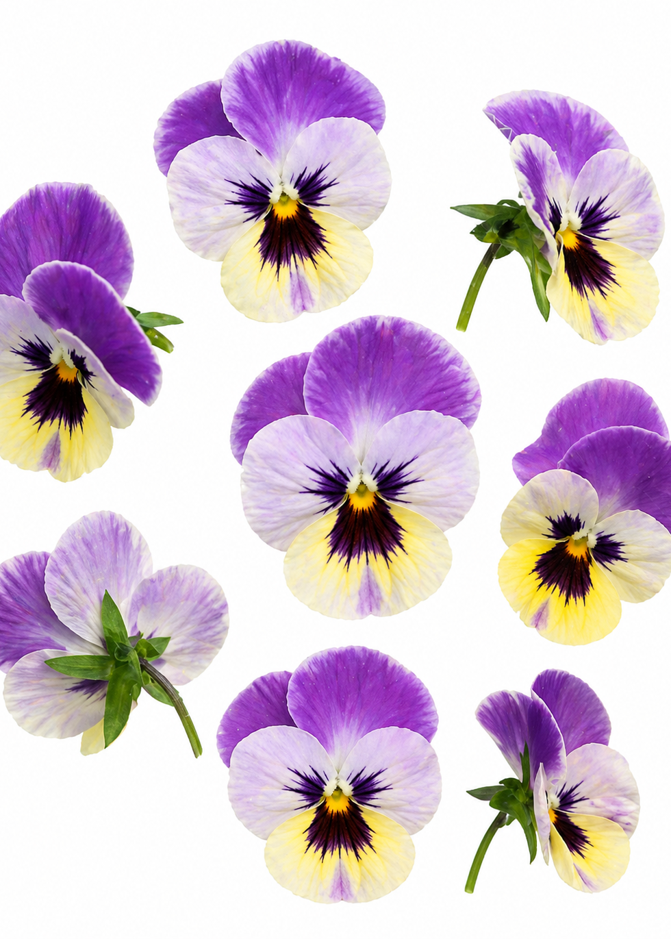 Viola x wittrockiana Caramel Pastel Lilac F1 | Pansy therapyofflowers.com