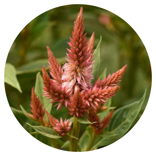Celosia spicata Celway Terrakotta