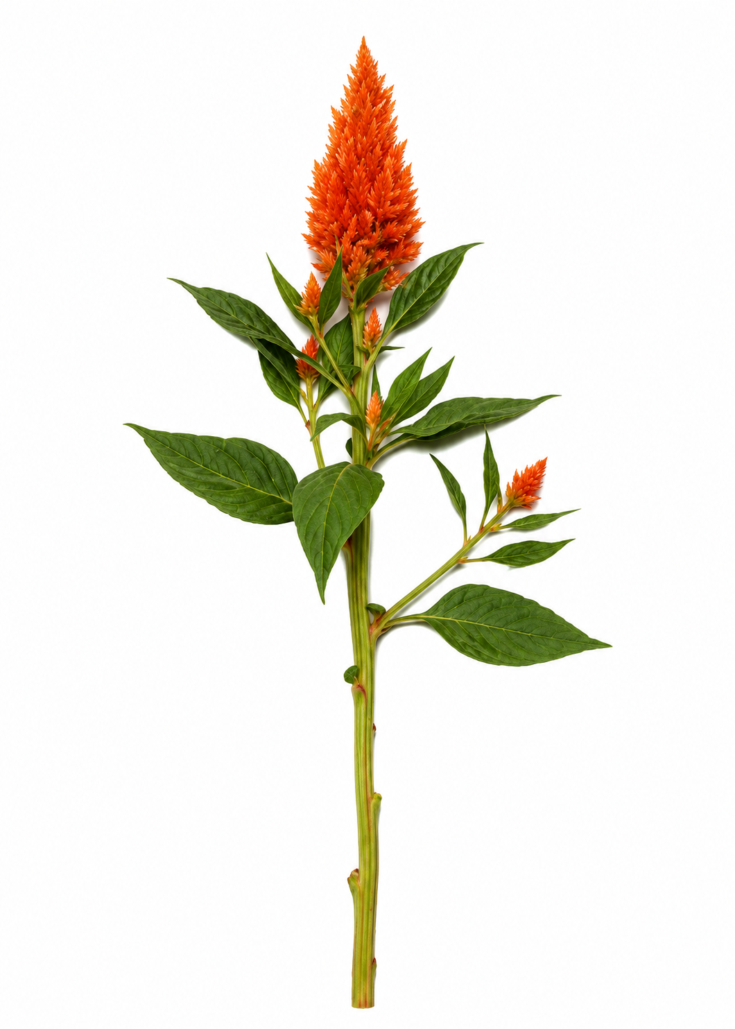 Celosia Sunday™ Bright Orange | Celosia plumosa | Feather Celosia | Cut Flower