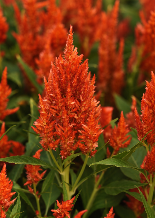 Celosia Sunday™ Bright Orange | Celosia plumosa | Feather Celosia | Cut Flower