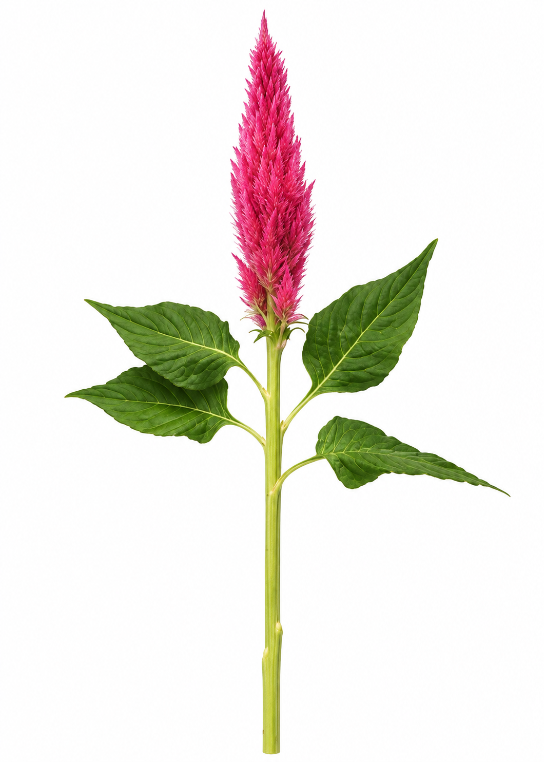 Celosia Sunday™ Bright Pink | Celosia plumosa | Feather Celosia | Cut Flower