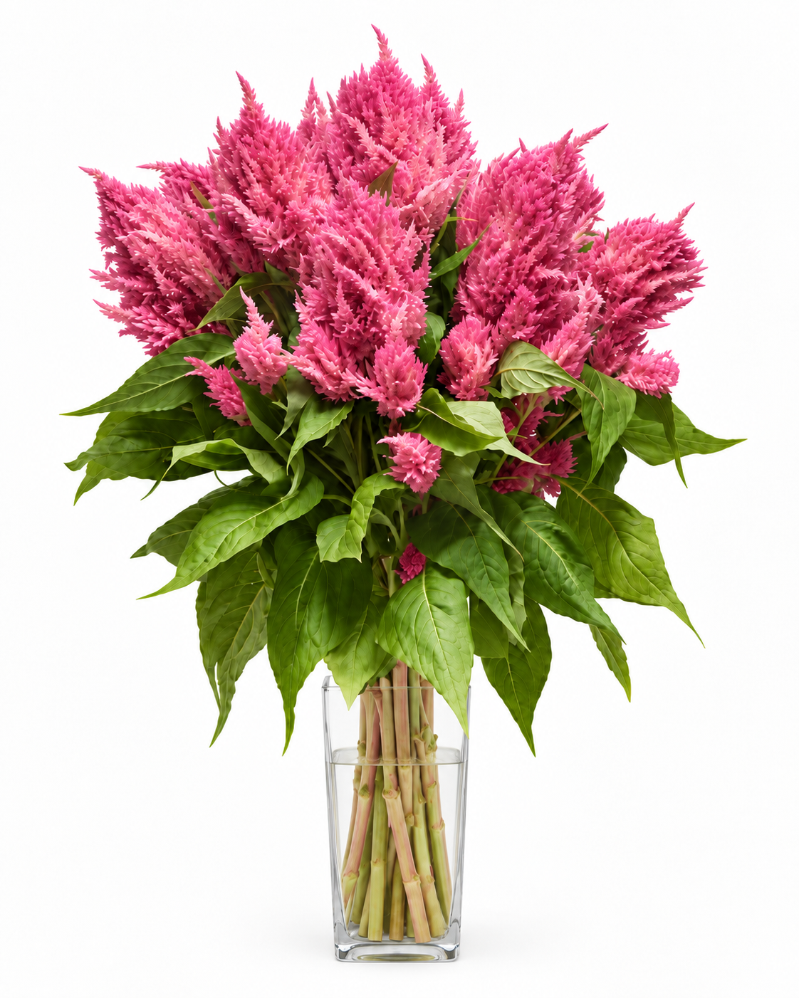 Celosia Sunday™ Bright Pink | Celosia plumosa | Feather Celosia | Cut Flower