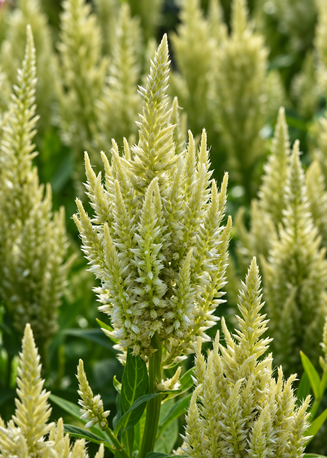 Federbusch Sunday™ Green | Celosia plumosa | Schnittblume