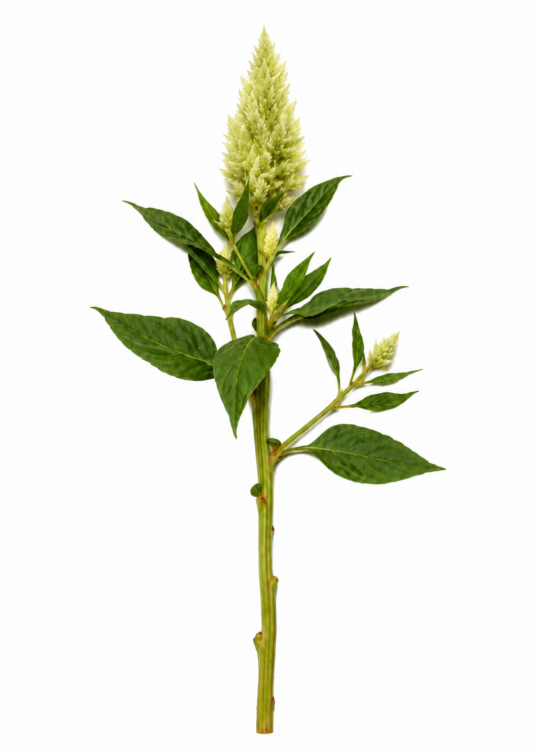 Federbusch Sunday™ Green | Celosia plumosa | Schnittblume