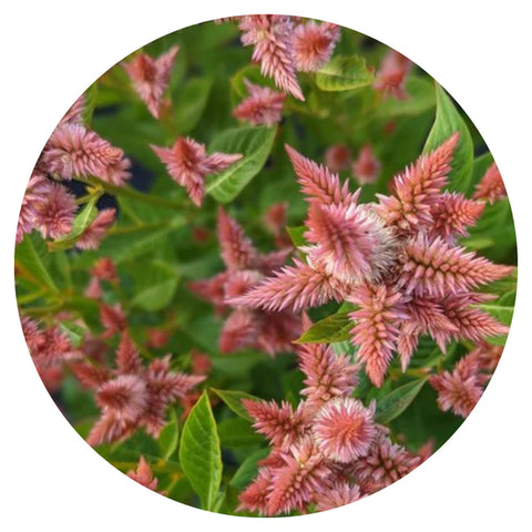 Celosia spicata Celway Salmon