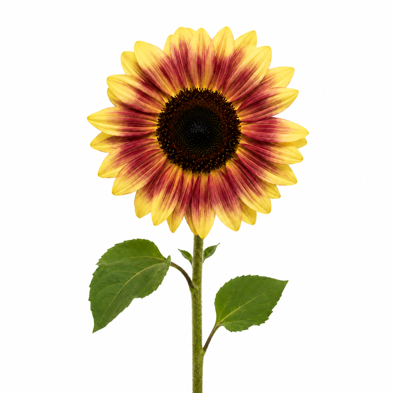 Helianthus annuus Floristan® | Sunflower therapyofflowers.com