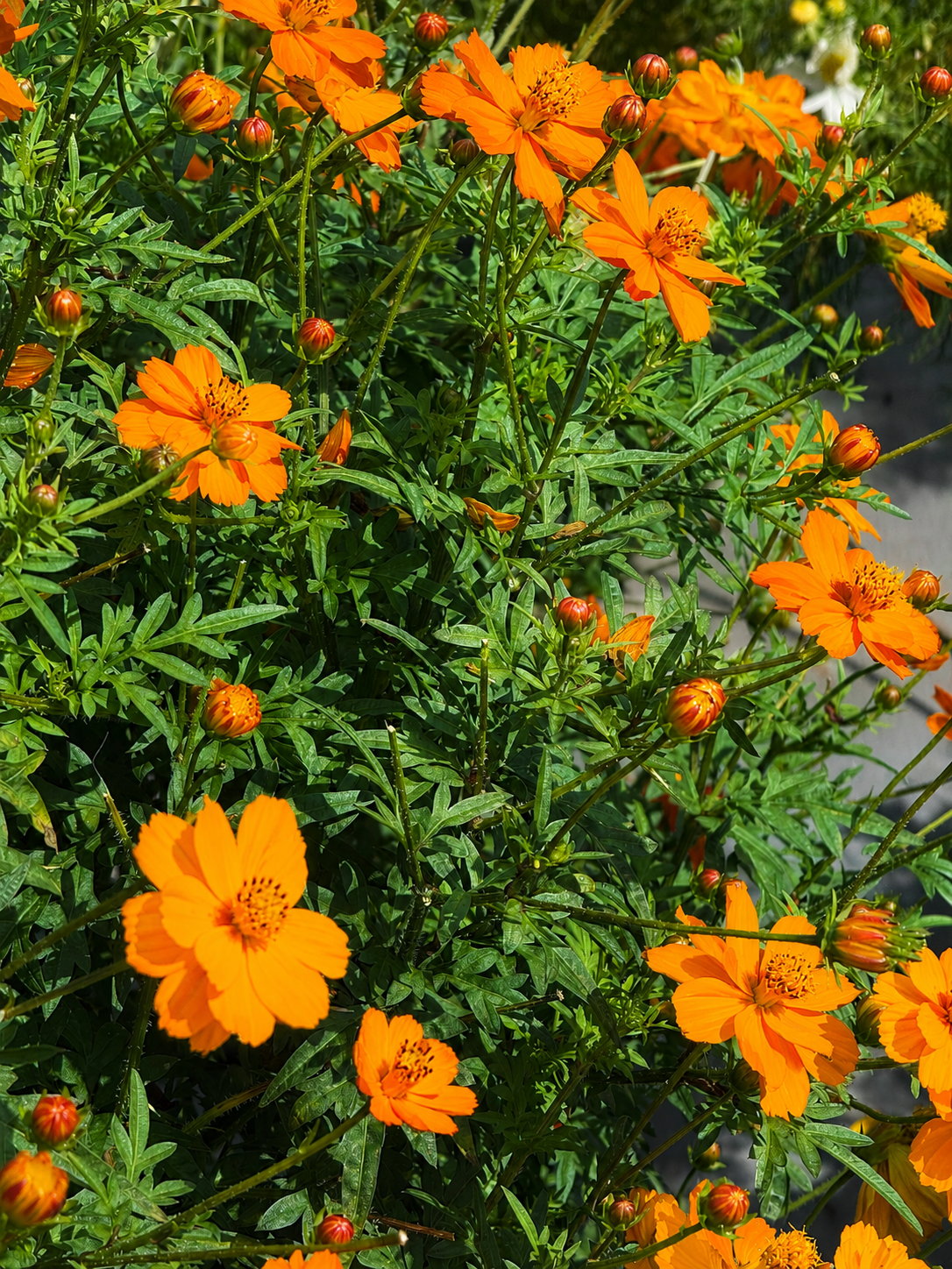 Cosmos sulphureus Cosmic Orange | Sulphur Cosmos therapyofflowers.com