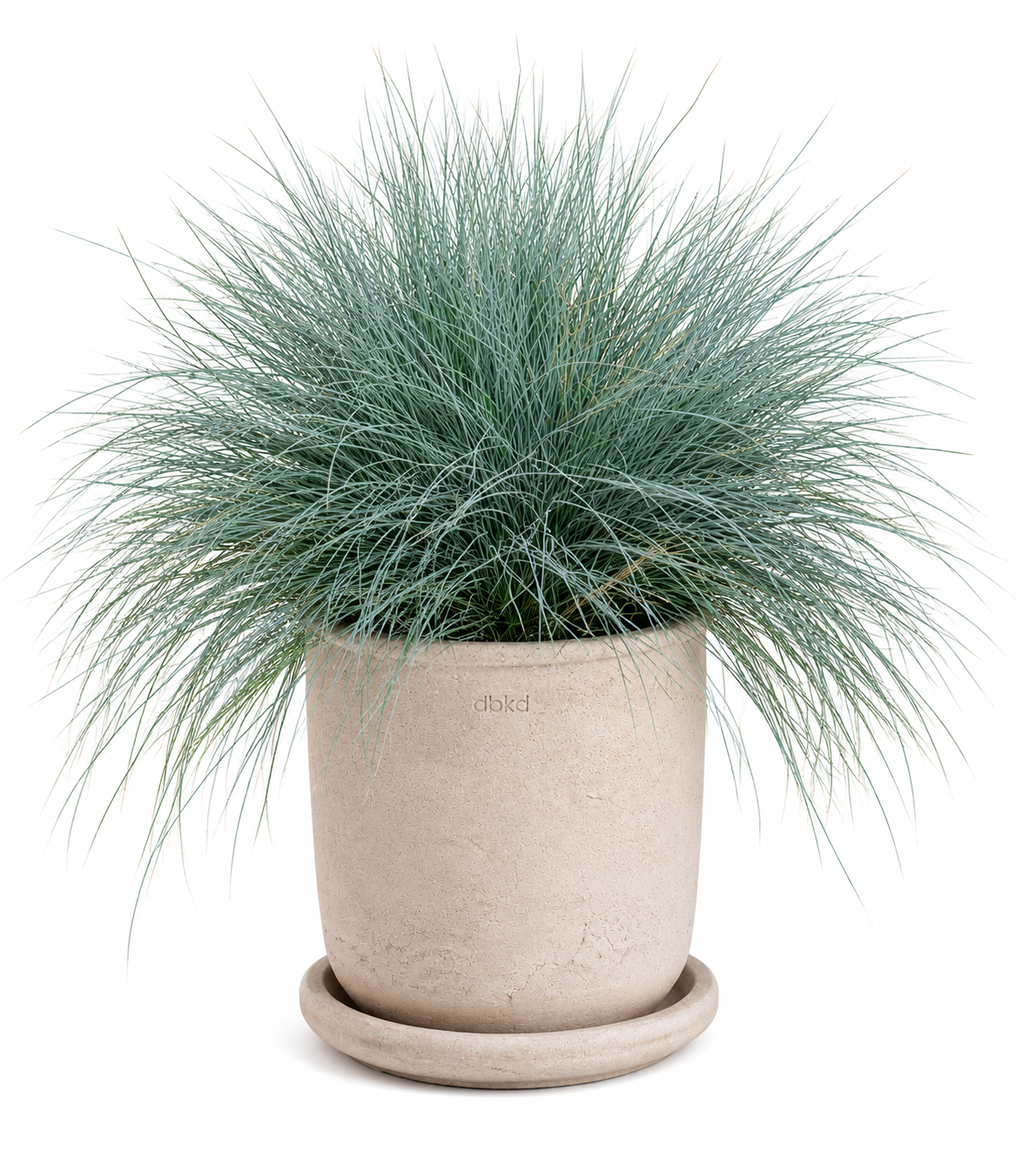 Festuca valesiaca var. glaucantha Buddy Blue | Valais fescue therapyofflowers.com