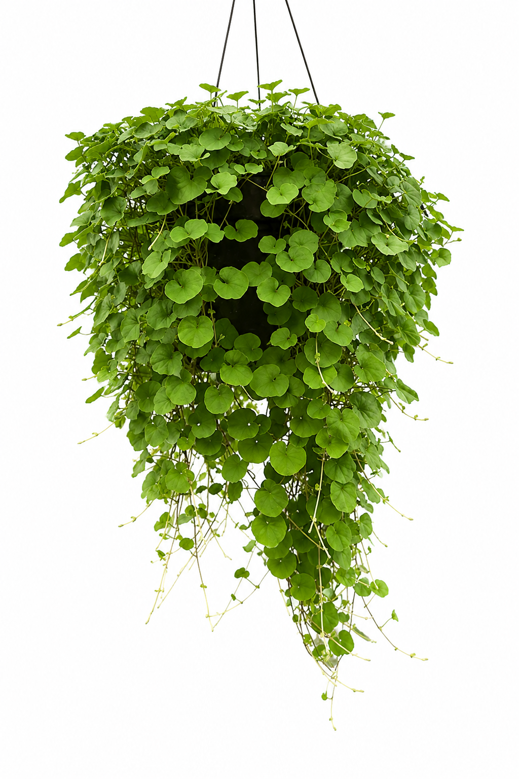 Dichondra repens Green Surfer™ | Kidney Weed therapyofflowers.com