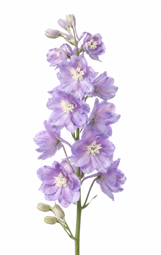 Delphinium elatum Magic Fountains Lavender White Bee | Cut Flower therapyofflowers.com