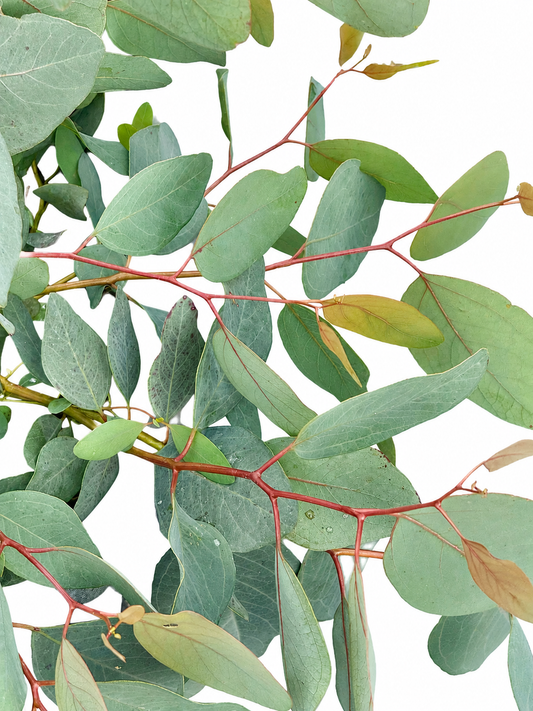 Eucalyptus populnea Murray | Bimble Box Eucalyptus therapyofflowers.com