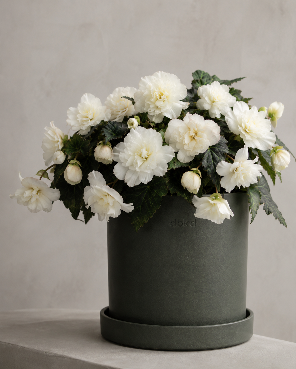 Begonia tuberhybrida Nonstop® Mocca White F1 | Begonia tuberosa therapyofflowers.com