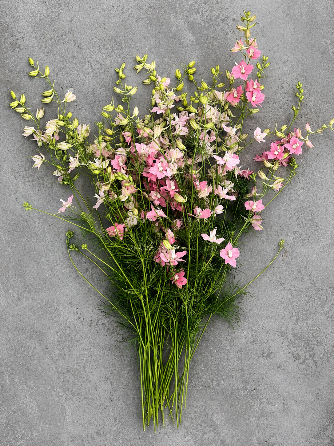 Delphinium consolida QIS® Light Pink | Larkspur therapyofflowers.com