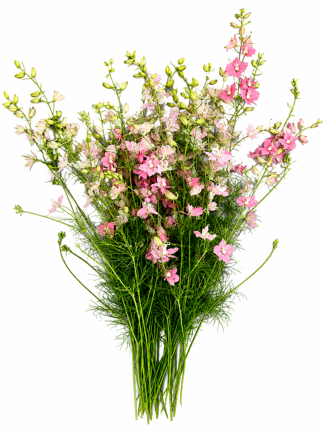 Delphinium consolida QIS® Light Pink | Larkspur therapyofflowers.com