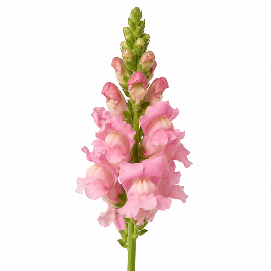 Antirrhinum majus Antibes Soft Pink F1 | Group 1 | Snapdragon therapyofflowers.com