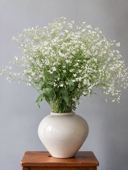 Saponaria vaccaria White Beauty | Cowcockle therapyofflowers.com