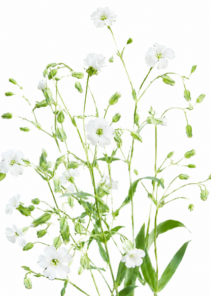 Saponaria vaccaria White Beauty | Cowcockle therapyofflowers.com