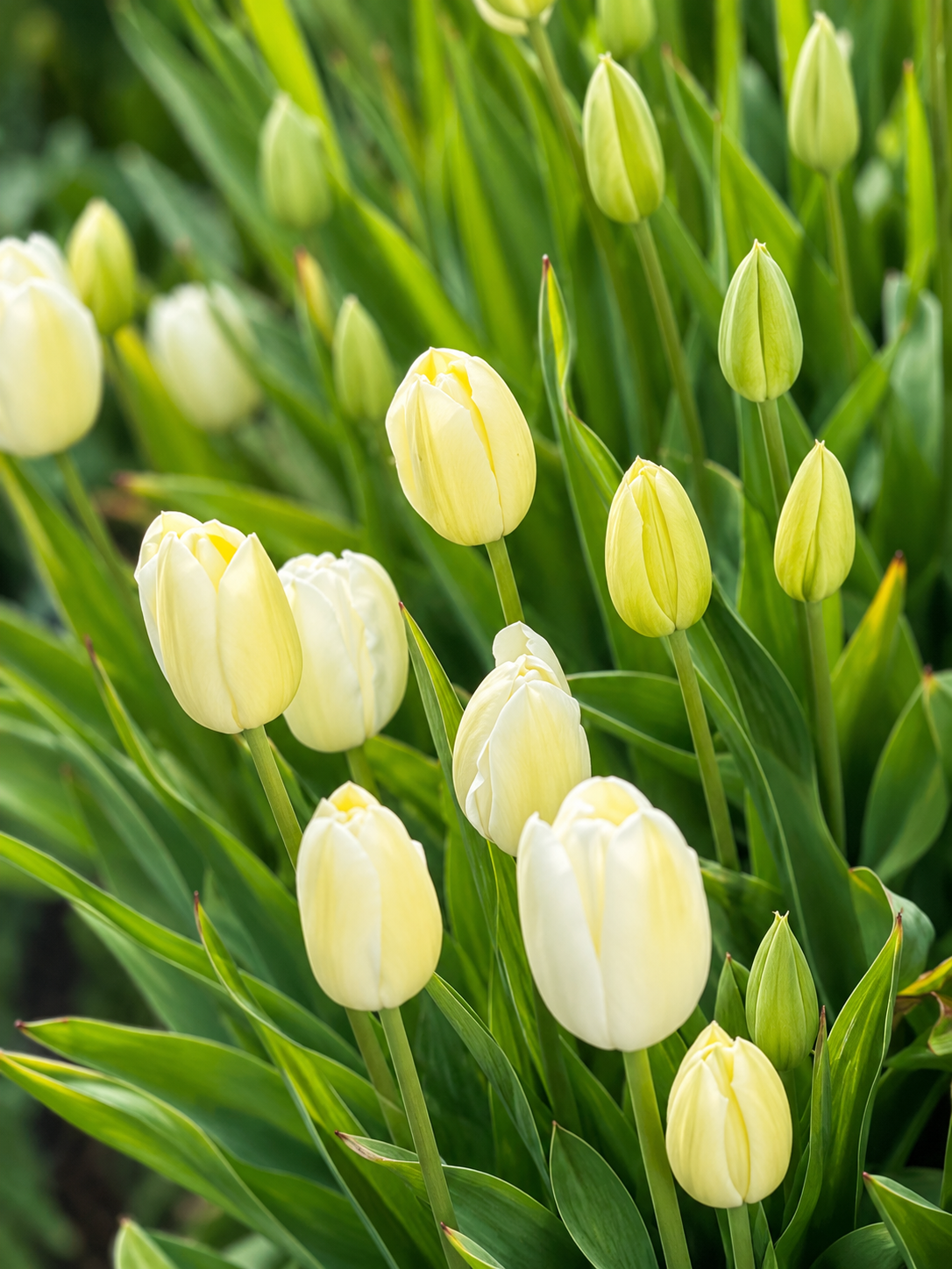 Tulip Ivory Floradale Bulbs | Darwin Hybrid Tulip |  Early–Mid Spring therapyofflowers.com