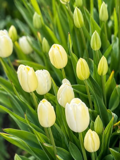 Tulip Ivory Floradale Bulbs | Darwin Hybrid Tulip |  Early–Mid Spring therapyofflowers.com