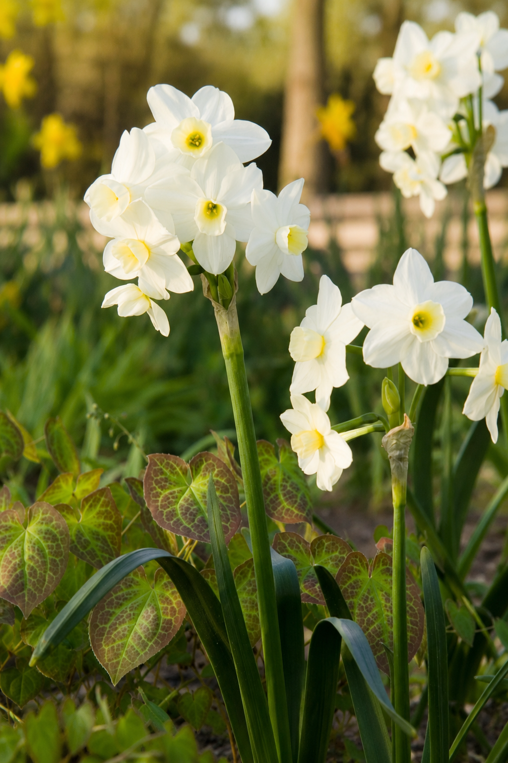 Narcissus Silver Chimes | Tazetta Daffodil Bulbs therapyofflowers.com
