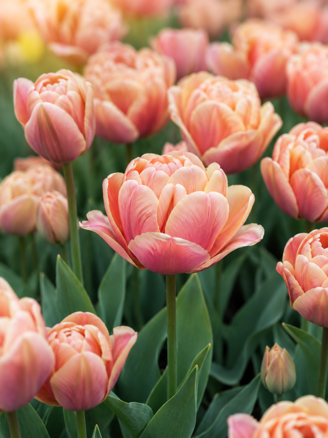 Tulip La Belle Epoque | Double Early Tulip therapyofflowers.com