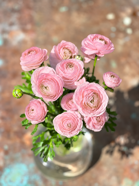 Ranunculus Elegance® ROSA CHIARO 85P B&B |  Italian Ranunculus | Corm size: 4/5 therapyofflowers.com