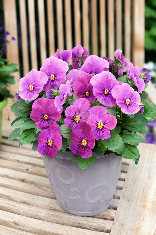Viola cornuta Viola cornuta Admire® Orchid  F1 | Horned Pansy therapyofflowers.com