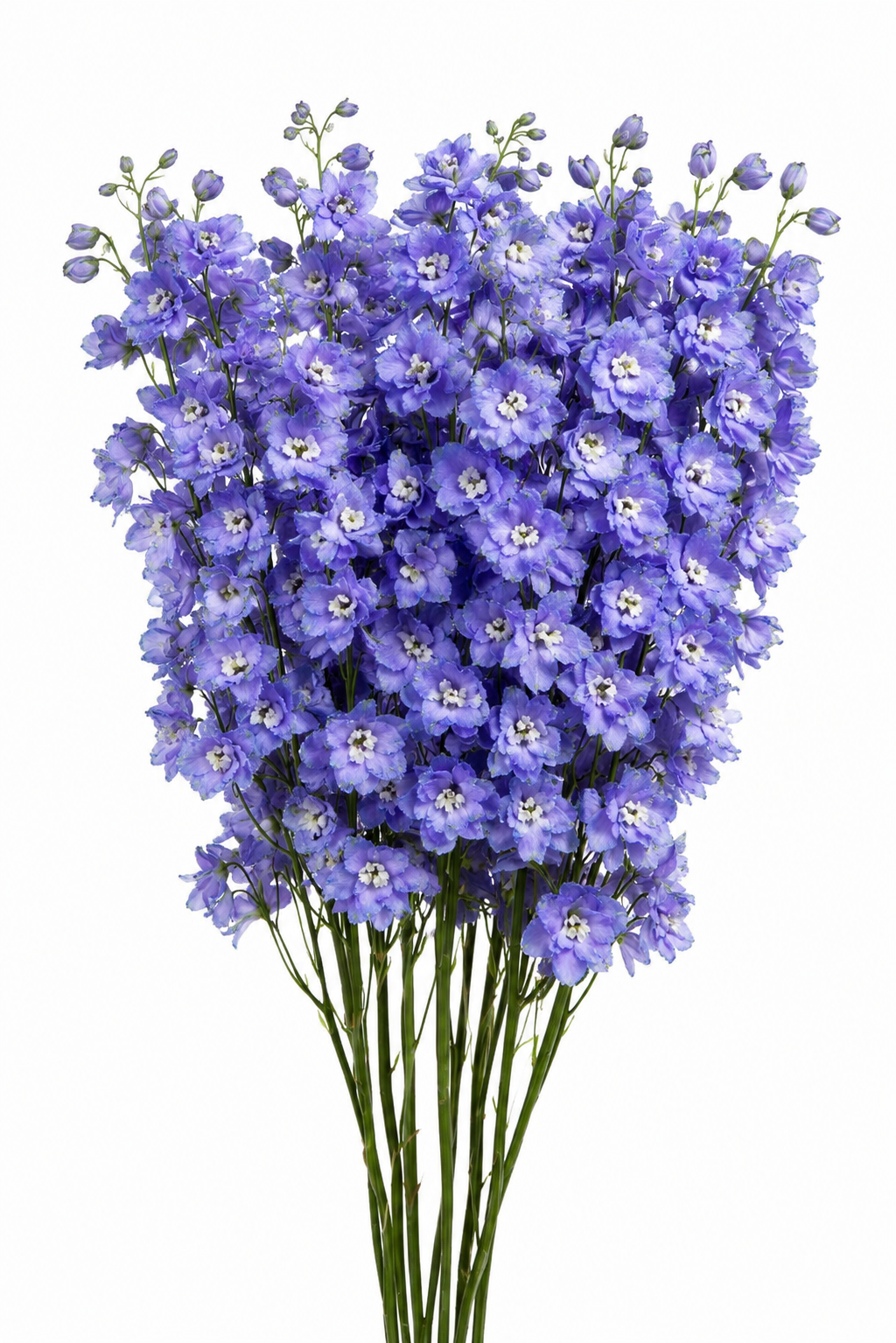 Delphinium hybrida Benary's Pacific Guinevere | Delphinium hybrida | Cut Flower therapyofflowers.com