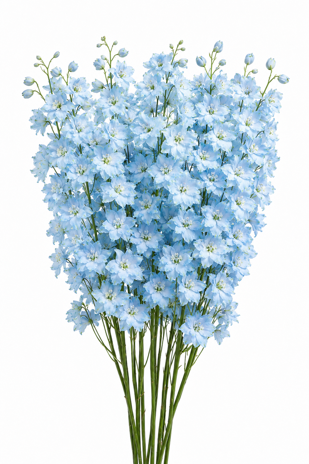 Delphinium hybrida Benary's Pacific Summer Skies | Candle Delphinium therapyofflowers.com
