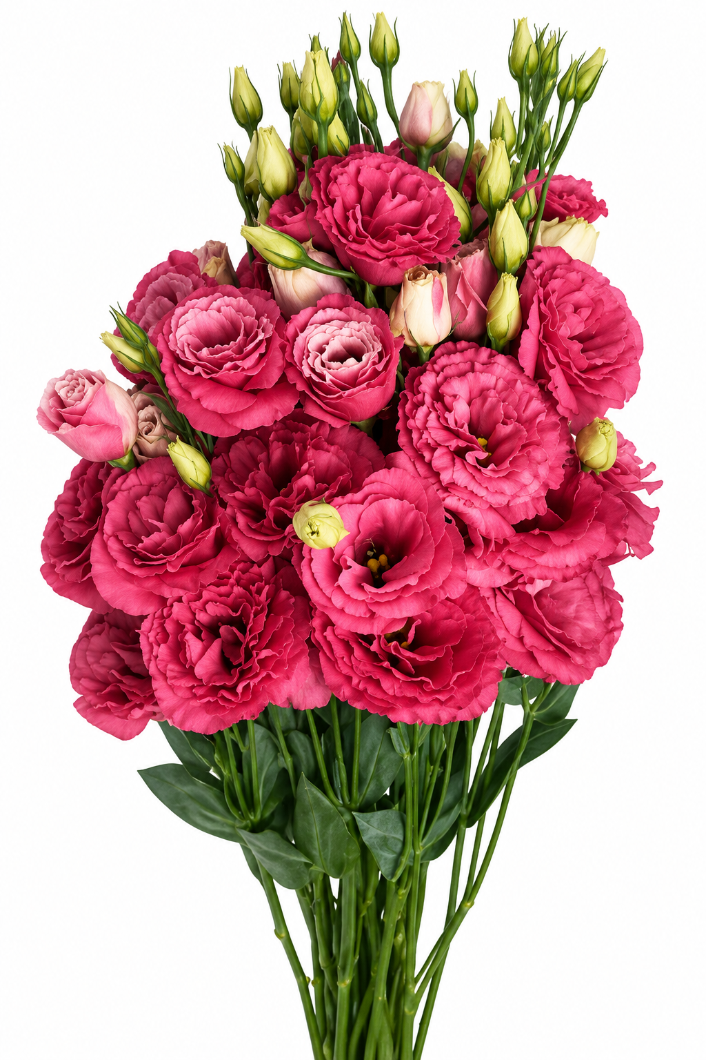 Eustoma grandiflorum Can Can® Carmine Rose F1 | Lisianthus | Pelleted Seeds therapyofflowers.com