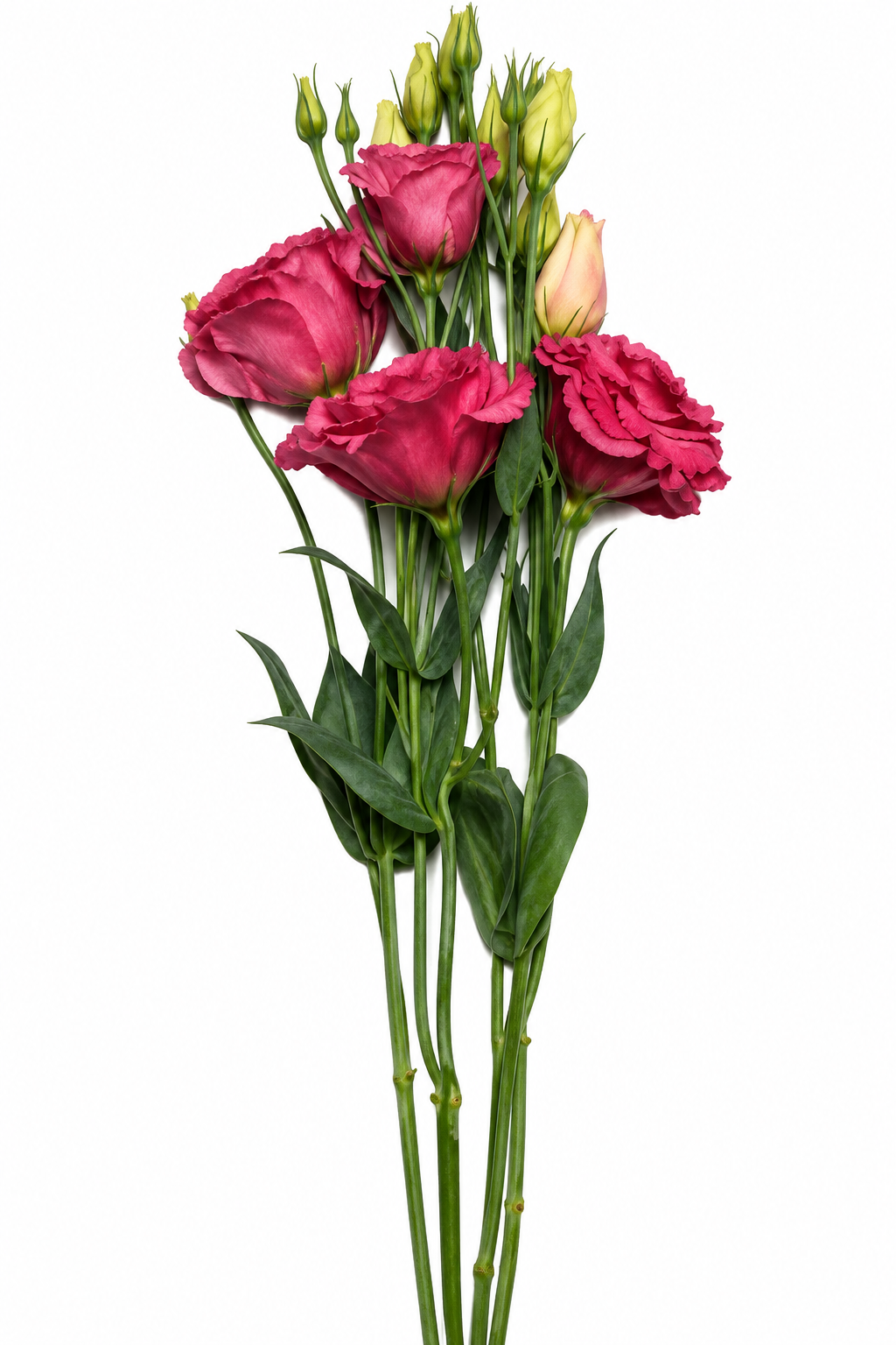 Eustoma grandiflorum Can Can® Carmine Rose F1 | Lisianthus | Pelleted Seeds therapyofflowers.com