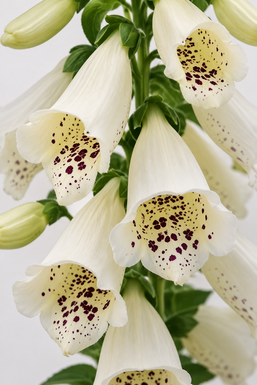 Digitalis purpurea Dalmatian Creme | Foxglove therapyofflowers.com