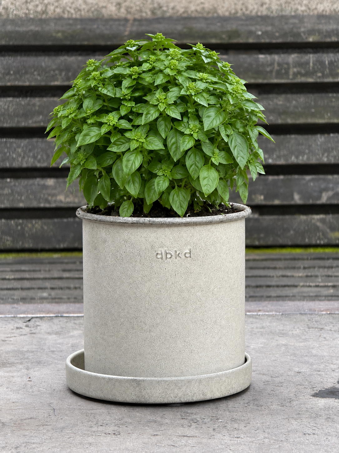Basil The Kitchen Minis™ Bonsai | Ocimum Basilicum | Compact Greek Basil therapyofflowers.com