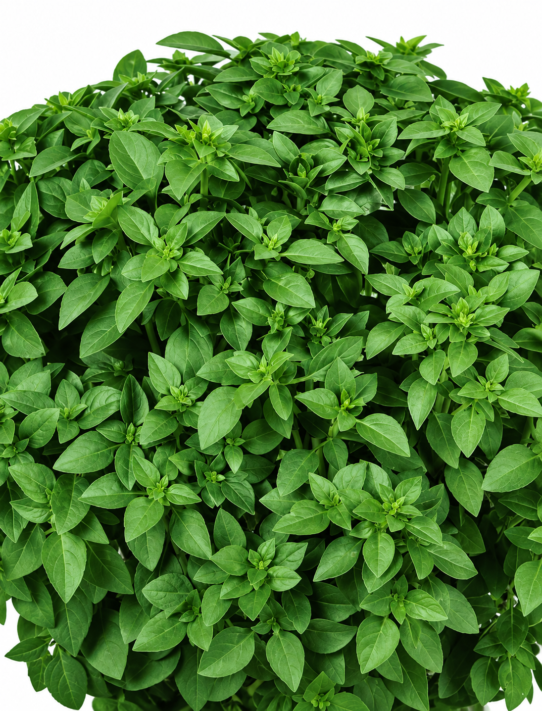 Basil The Kitchen Minis™ Bonsai | Ocimum Basilicum | Compact Greek Basil therapyofflowers.com