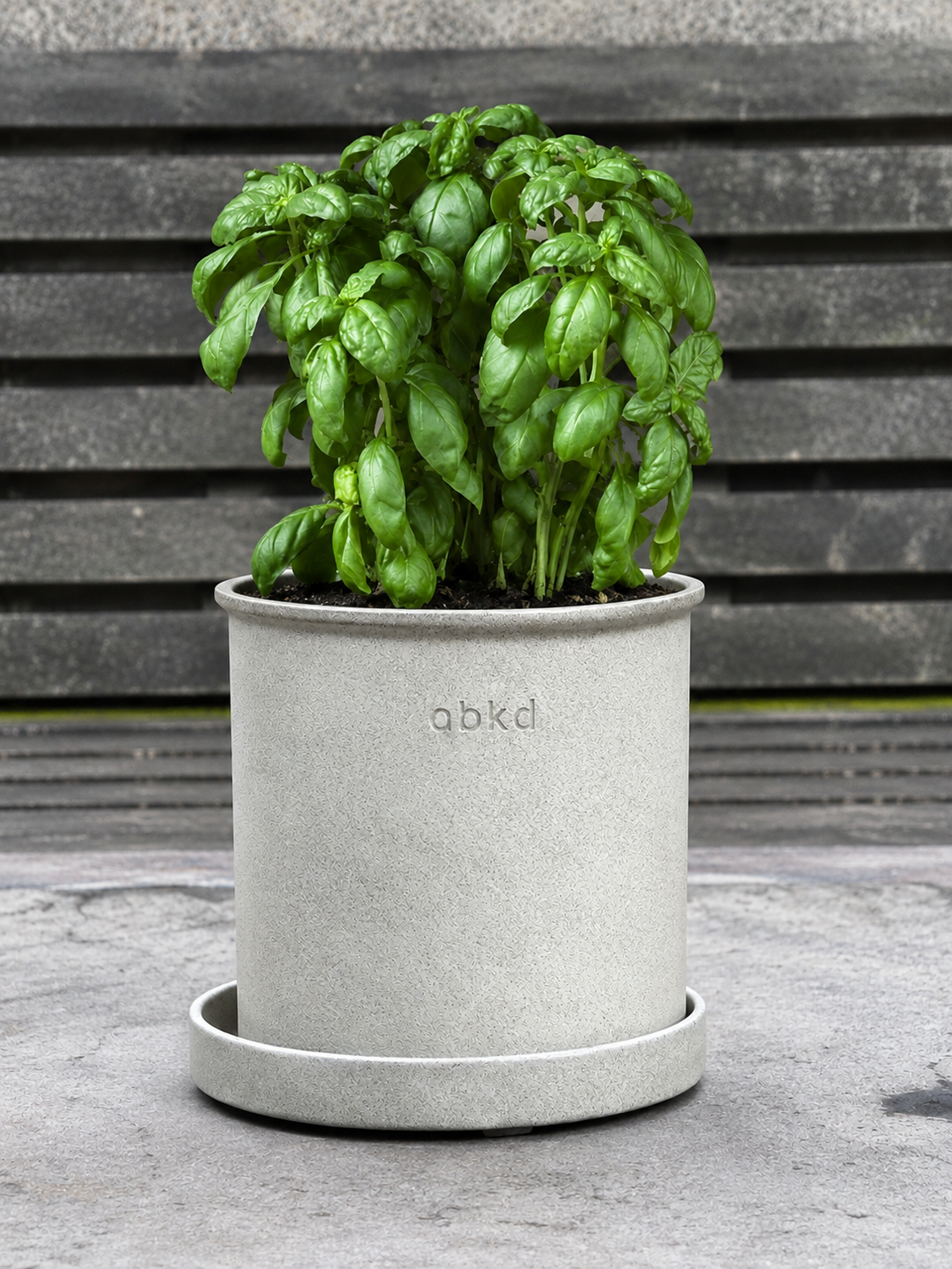 Basil Monteverde™ Genovese | Ocimum basilicum | New 2027 Variety therapyofflowers.com