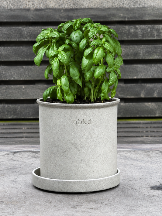 Basil Monteverde™ Genovese | Ocimum basilicum | New 2027 Variety therapyofflowers.com