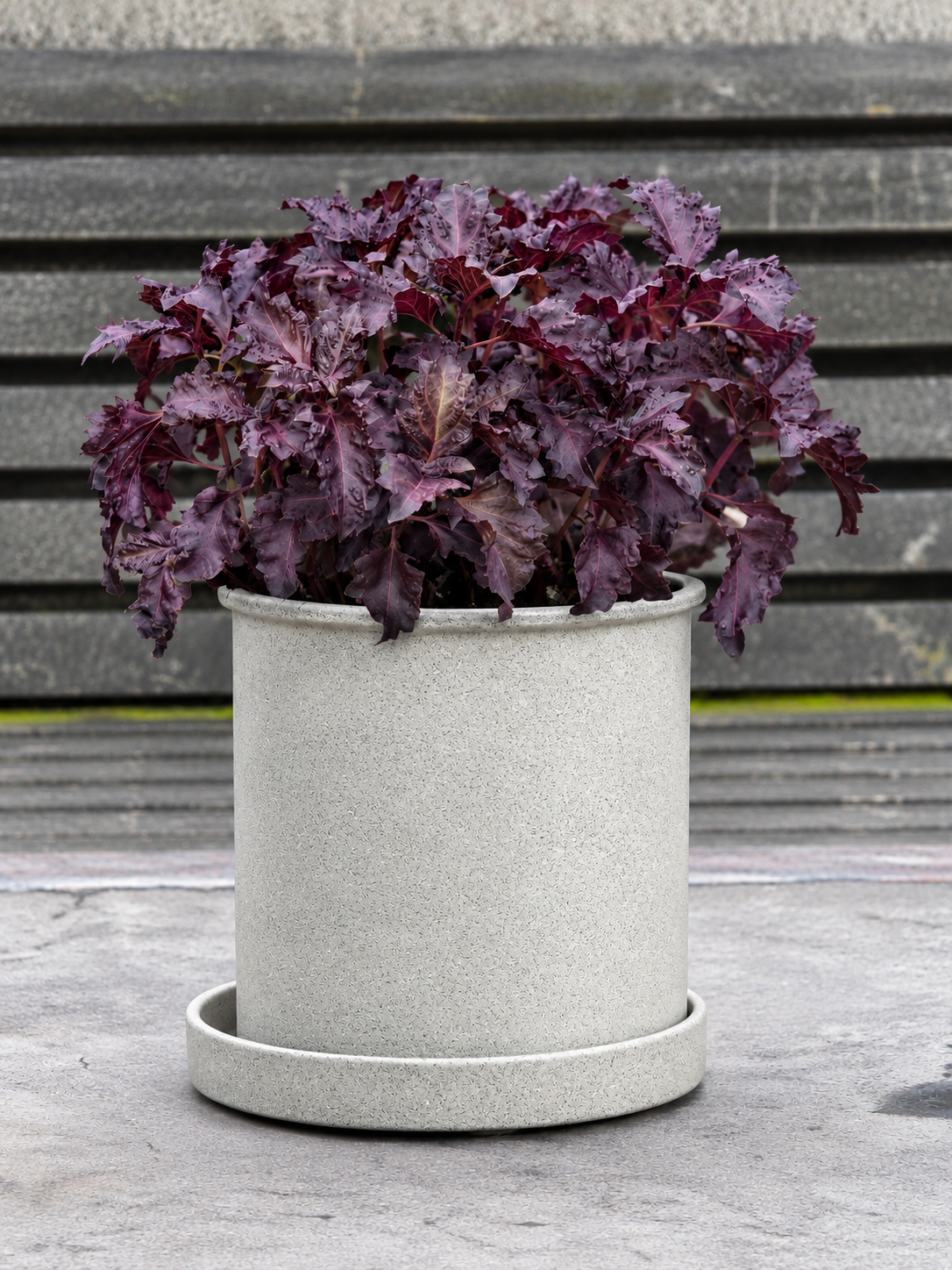 Basil Purple Ruffles | Ocimum basilicum | Purple Sweet Basil therapyofflowers.com