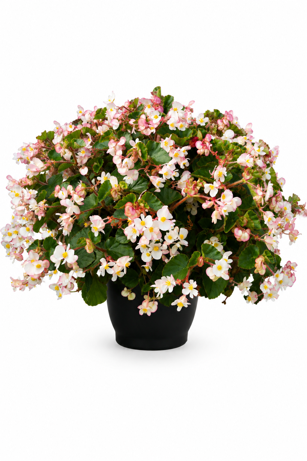 Begonia x hybrida Wookie White F1 | Hybrid Begonia | For Premium Baskets therapyofflowers.com