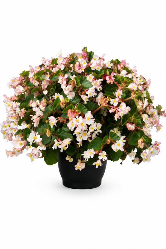 Begonia x hybrida Wookie White F1 | Hybrid Begonia | For Premium Baskets therapyofflowers.com